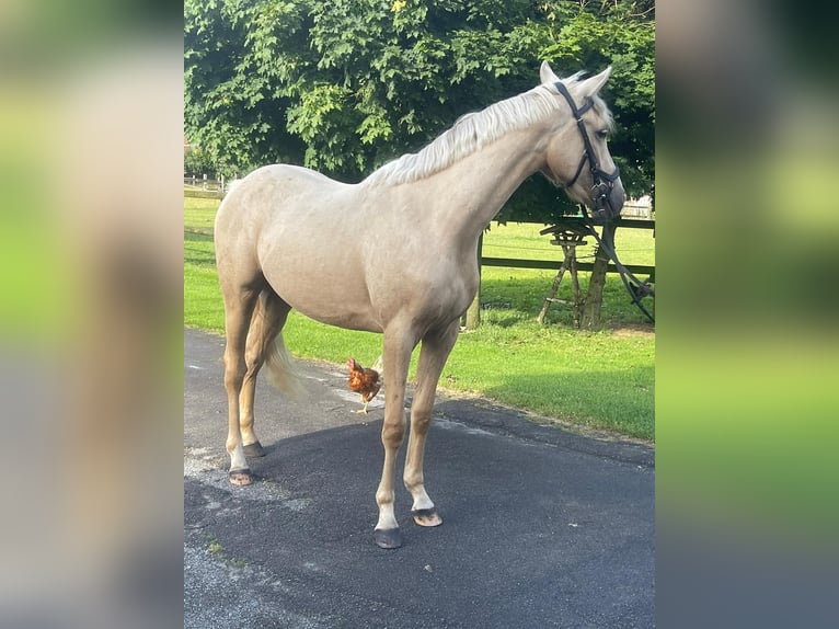 Zangersheide Castrone 2 Anni 154 cm Palomino in Schermbeck