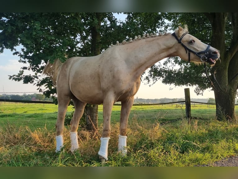 Zangersheide Castrone 2 Anni 154 cm Palomino in Schermbeck