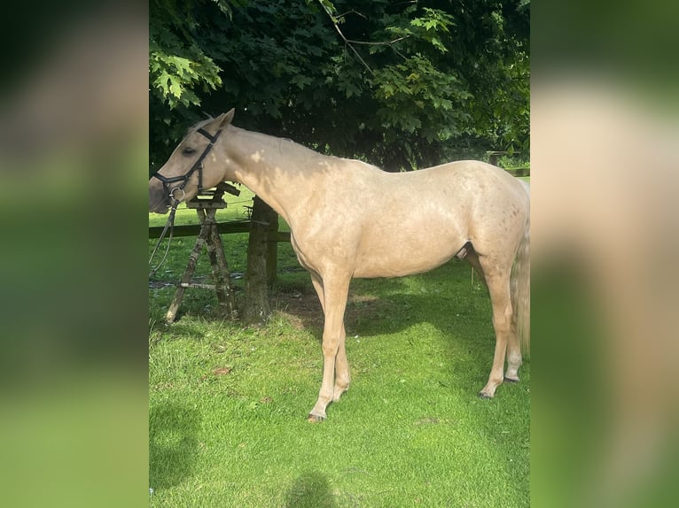 Zangersheide Castrone 2 Anni 154 cm Palomino in Schermbeck