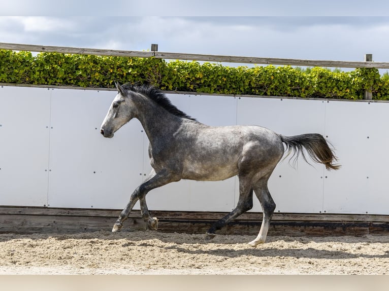 Zangersheide Castrone 2 Anni 161 cm  in Waddinxveen