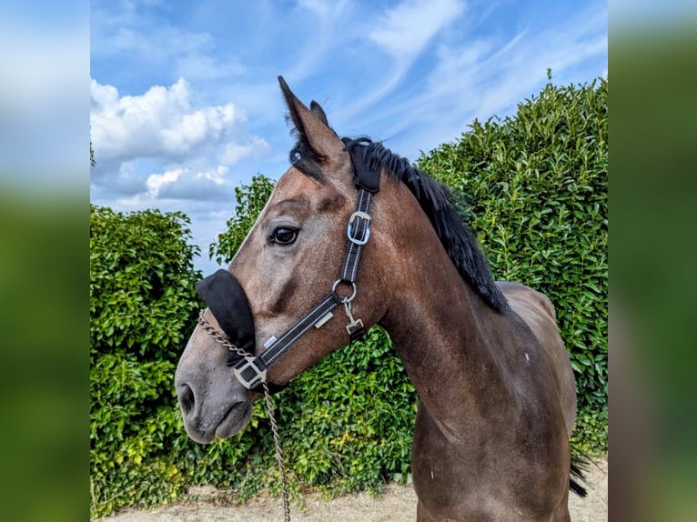 Zangersheide Castrone 2 Anni 164 cm Può diventare grigio in Gangelt