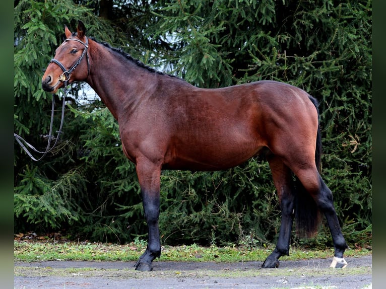 Zangersheide Castrone 2 Anni 167 cm Baio ciliegia in Bychawa