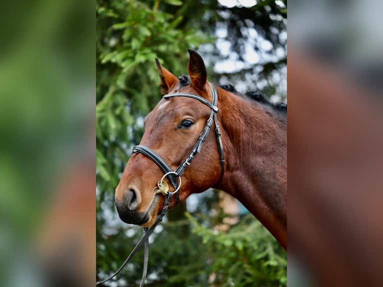 Zangersheide Castrone 2 Anni 167 cm Baio ciliegia in Bychawa