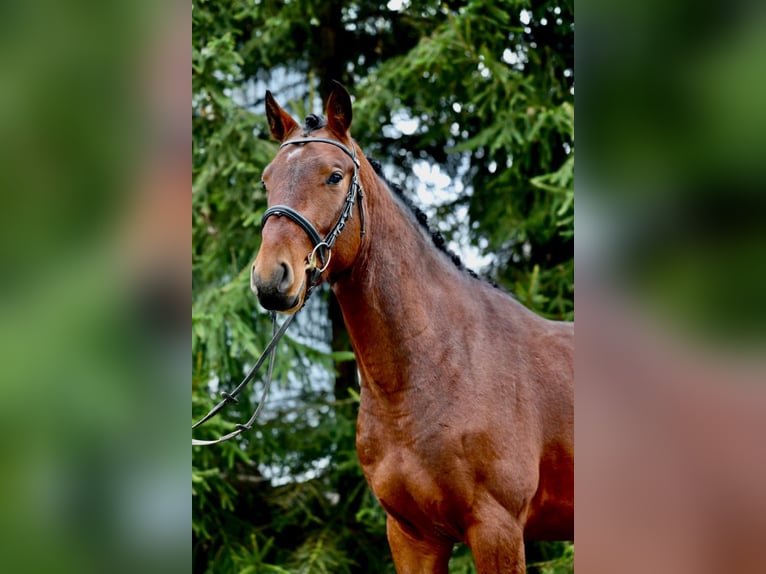 Zangersheide Castrone 2 Anni 167 cm Baio ciliegia in Bychawa