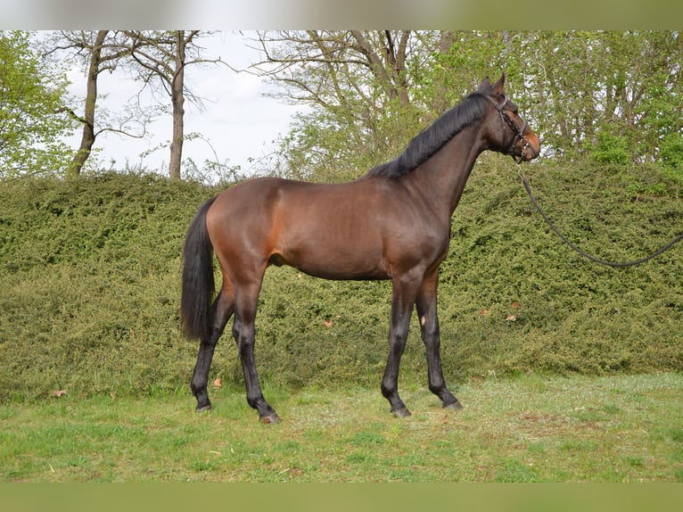 Zangersheide Castrone 2 Anni 168 cm Baio scuro in Brandenburg an der Havel