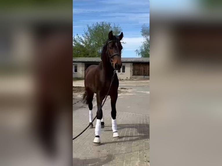 Zangersheide Castrone 2 Anni 168 cm Baio scuro in Brandenburg an der Havel