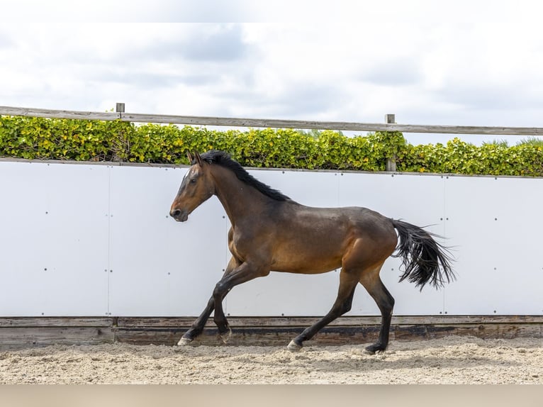 Zangersheide Castrone 2 Anni 168 cm  in Waddinxveen