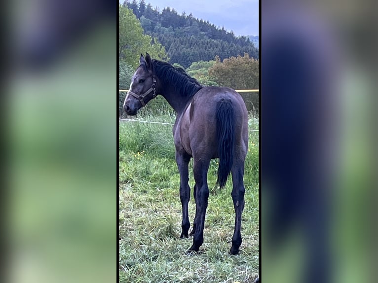 Zangersheide Castrone 2 Anni 168 cm Può diventare grigio in Hellertshausen