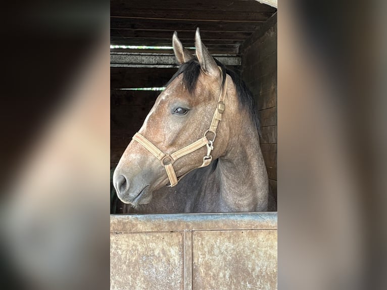 Zangersheide Castrone 2 Anni 168 cm Può diventare grigio in Hellertshausen