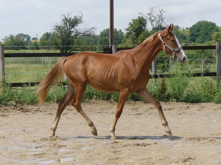 Zangersheide Castrone 2 Anni 168 cm Sauro in M&#xFC;cheln (Geiseltal)