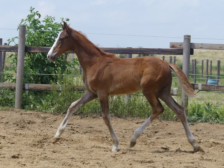 Zangersheide Castrone 2 Anni 168 cm Sauro in M&#xFC;cheln (Geiseltal)