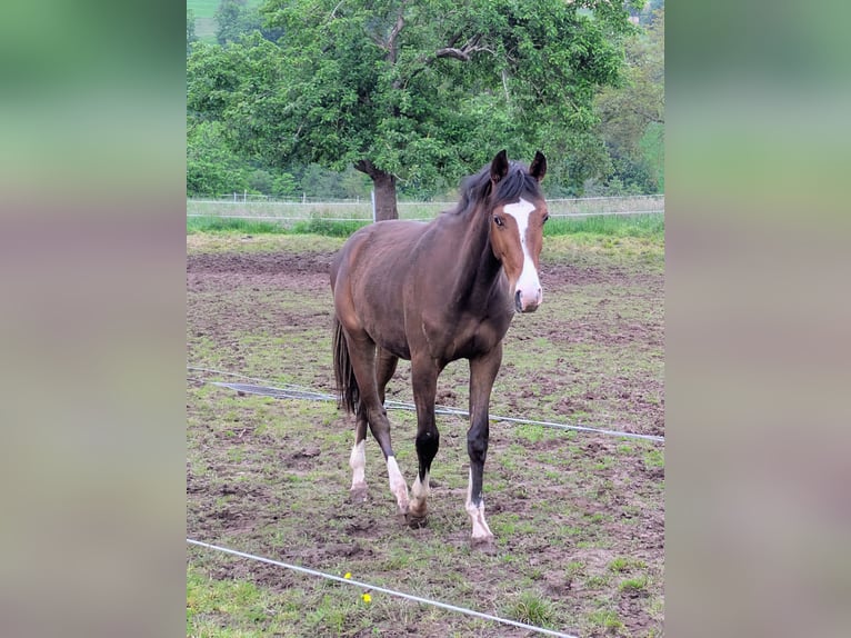 Zangersheide Castrone 2 Anni 170 cm Baio in Reichelsheim/Rohrbach