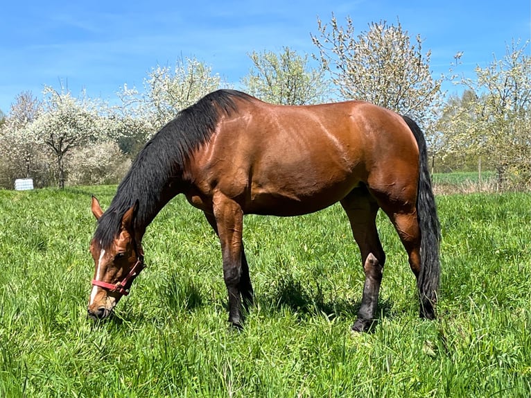 Zangersheide Castrone 2 Anni 170 cm Falbo baio in Hellertshausen