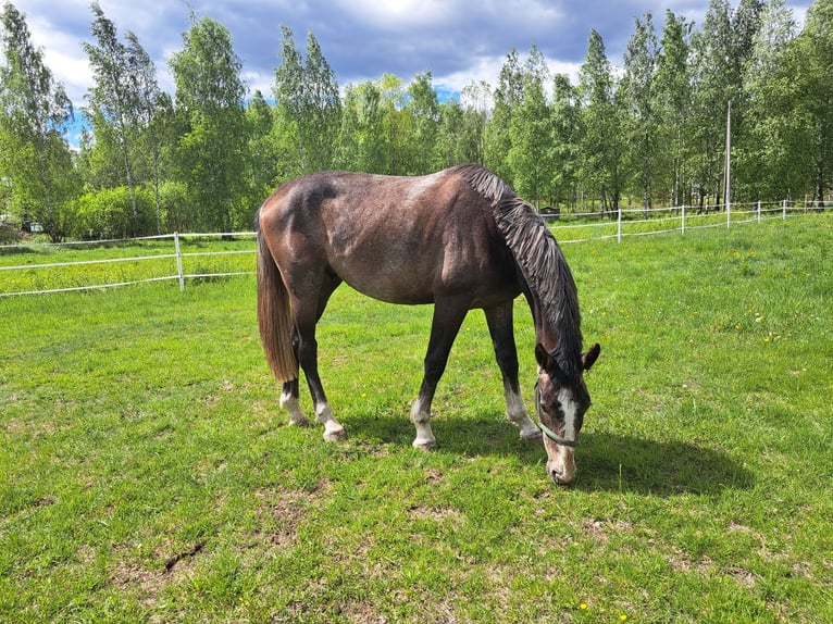 Zangersheide Castrone 2 Anni 170 cm Grigio in Kirkkonummi