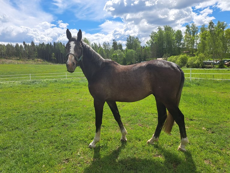 Zangersheide Castrone 2 Anni 170 cm Grigio in Kirkkonummi