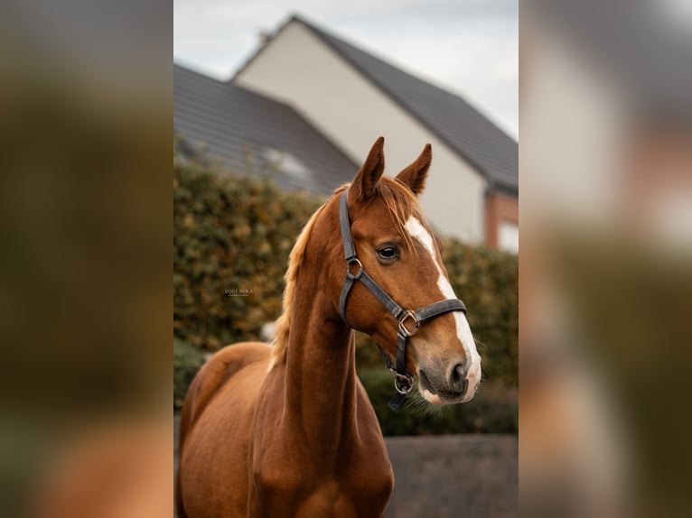 Zangersheide Castrone 2 Anni  in Geetbets