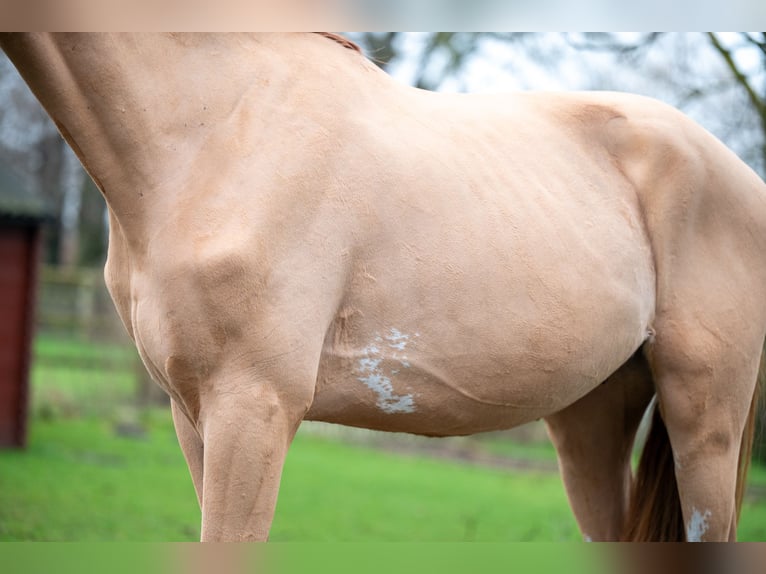 Zangersheide Castrone 3 Anni 100 cm in GROTE-BROGEL