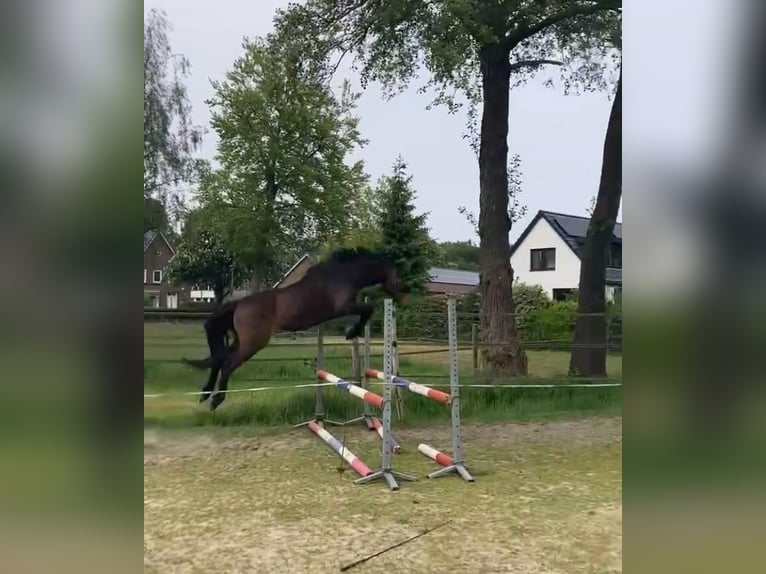 Zangersheide Castrone 3 Anni 153 cm Baio scuro in Ommen