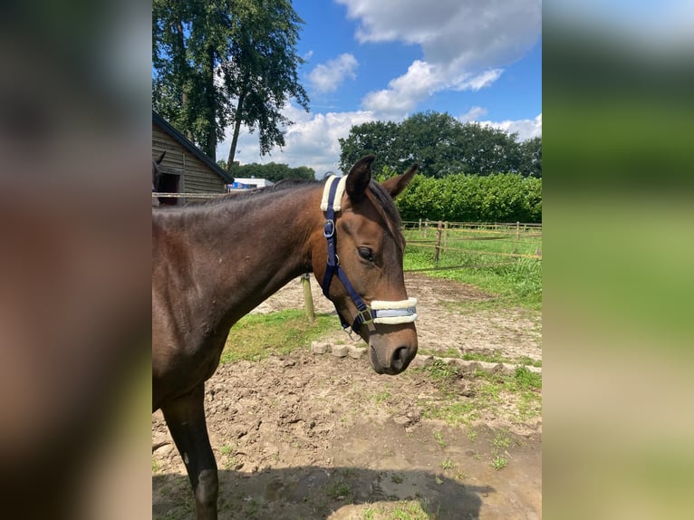 Zangersheide Castrone 3 Anni 153 cm Baio scuro in Ommen