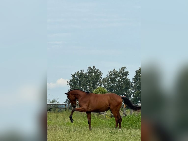 Zangersheide Castrone 3 Anni 155 cm Baio ciliegia in Świdwin