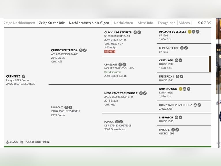 Zangersheide Castrone 3 Anni 158 cm Baio in Hamminkeln