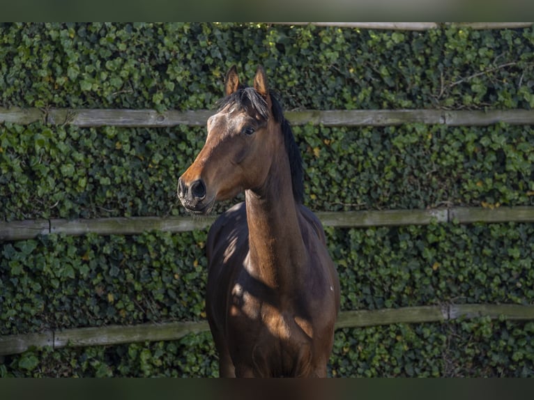 Zangersheide Castrone 3 Anni 158 cm Baio in Waddinxveen