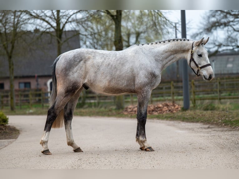 Zangersheide Castrone 3 Anni 160 cm Grigio in GROTE-BROGEL