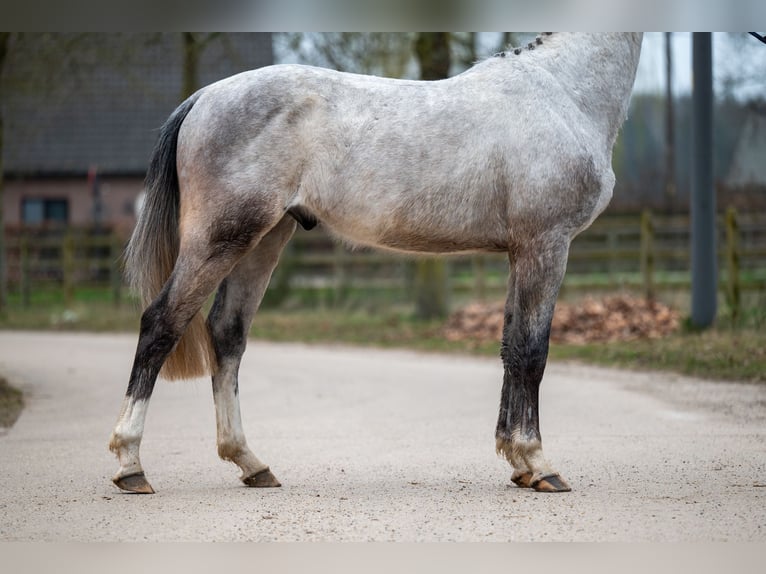 Zangersheide Castrone 3 Anni 160 cm Grigio in GROTE-BROGEL