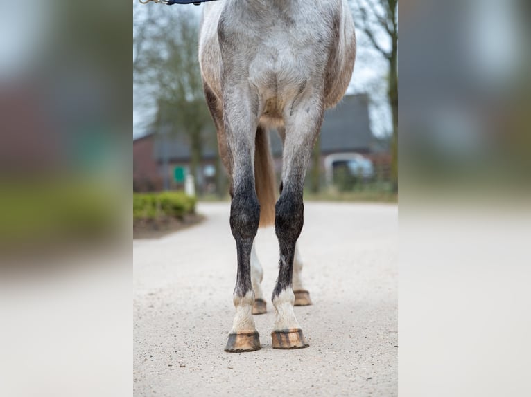 Zangersheide Castrone 3 Anni 160 cm Grigio in GROTE-BROGEL