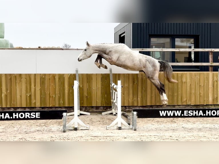 Zangersheide Castrone 3 Anni 160 cm Grigio in GROTE-BROGEL