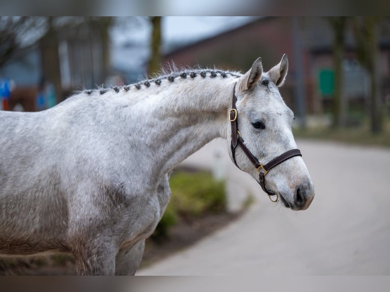 Zangersheide Castrone 3 Anni 160 cm Grigio in GROTE-BROGEL