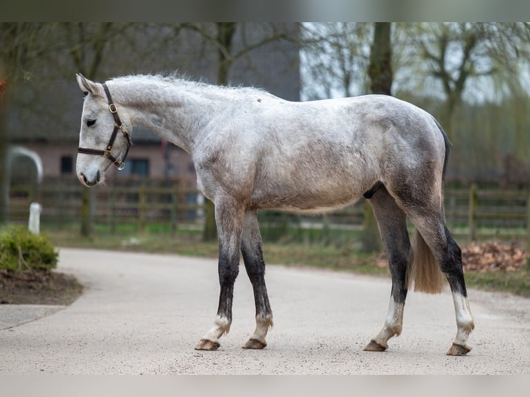 Zangersheide Castrone 3 Anni 160 cm Grigio in GROTE-BROGEL