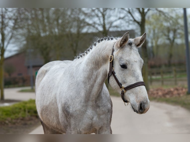 Zangersheide Castrone 3 Anni 160 cm Grigio in GROTE-BROGEL