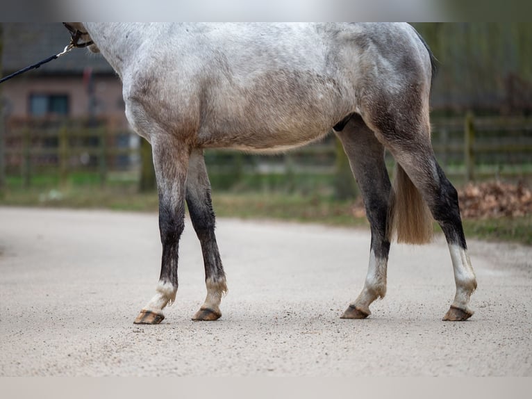 Zangersheide Castrone 3 Anni 160 cm Grigio in GROTE-BROGEL