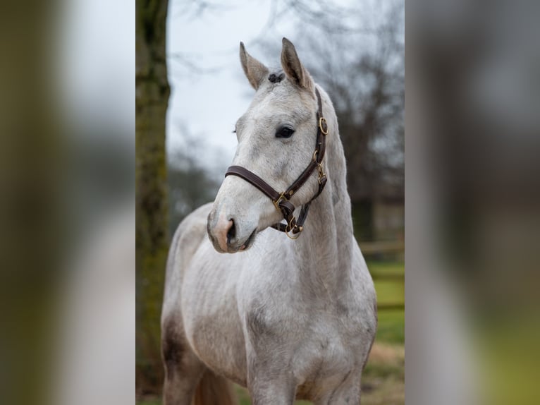 Zangersheide Castrone 3 Anni 160 cm Grigio in GROTE-BROGEL