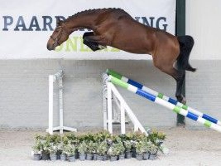 Zangersheide Castrone 3 Anni 161 cm Baio in Heerde