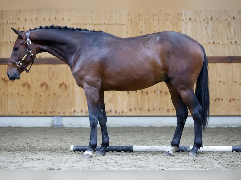 Zangersheide Castrone 3 Anni 161 cm Baio in Kinrooi