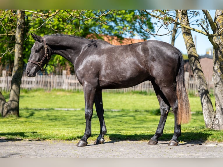 Zangersheide Castrone 3 Anni 161 cm  in GROTE-BROGEL