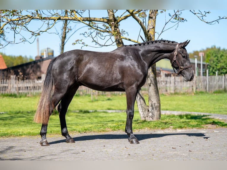 Zangersheide Castrone 3 Anni 161 cm  in GROTE-BROGEL