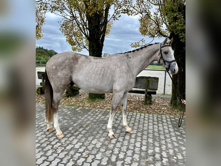 Zangersheide Castrone 3 Anni 161 cm Grigio in Merzig