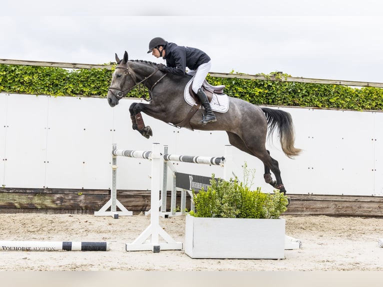 Zangersheide Castrone 3 Anni 162 cm Grigio in Waddinxveen