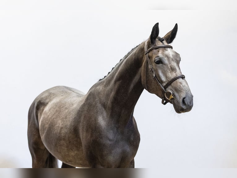 Zangersheide Castrone 3 Anni 162 cm Grigio in Waddinxveen