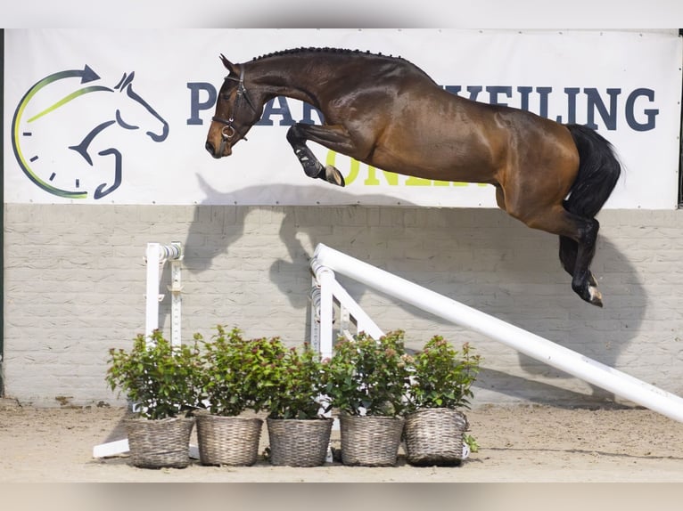 Zangersheide Castrone 3 Anni 163 cm Baio scuro in Heerde
