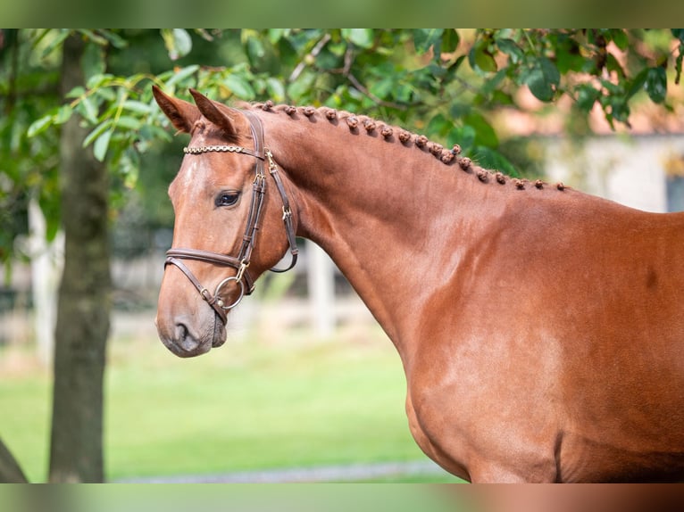 Zangersheide Castrone 3 Anni 163 cm Sauro in GROTE-BROGEL