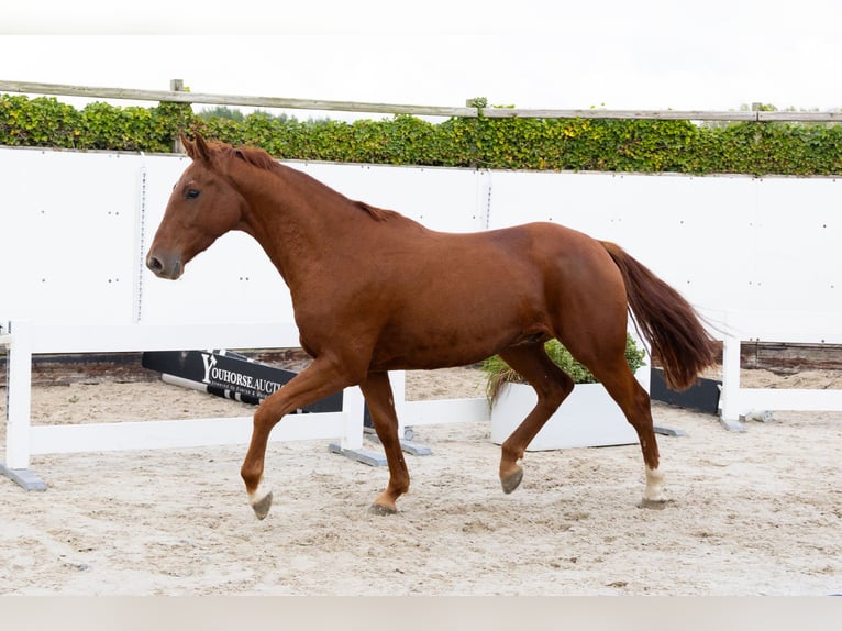 Zangersheide Castrone 3 Anni 163 cm Sauro in Waddinxveen