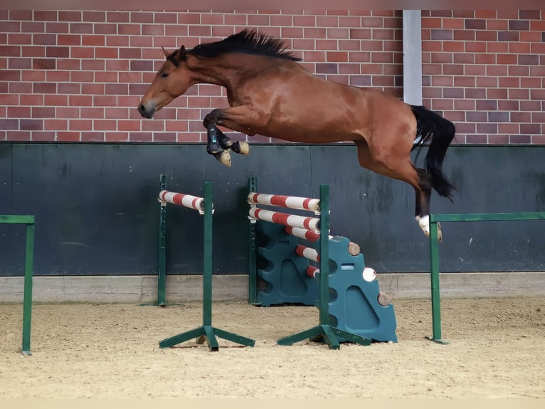 Zangersheide Castrone 3 Anni 164 cm Baio in Gersten