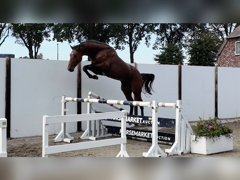 Zangersheide Castrone 3 Anni 165 cm Baio ciliegia in Waddinxveen