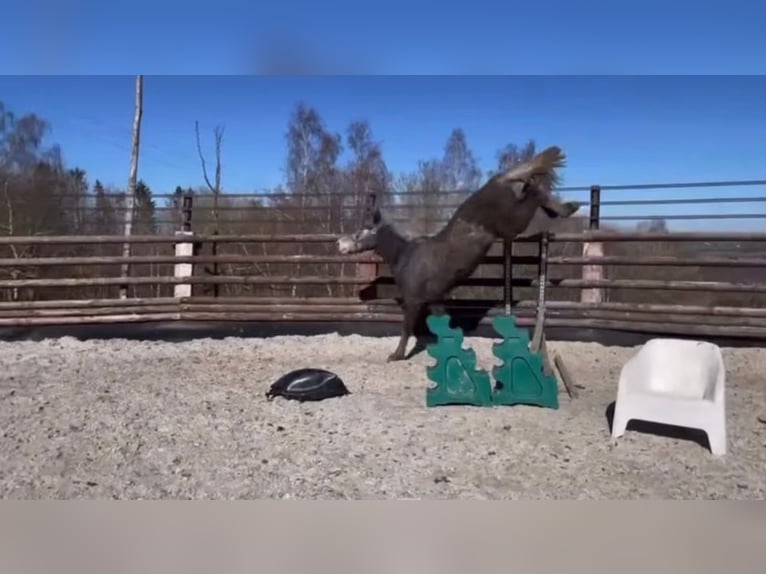 Zangersheide Castrone 3 Anni 165 cm Grigio in Liege