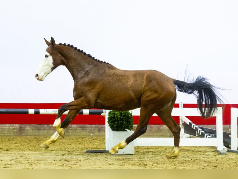 Zangersheide Castrone 3 Anni 166 cm Baio in Waddinxveen