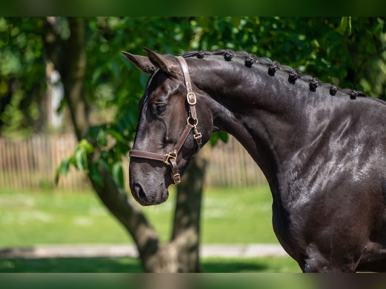 Zangersheide Castrone 3 Anni 166 cm in GROTE-BROGEL